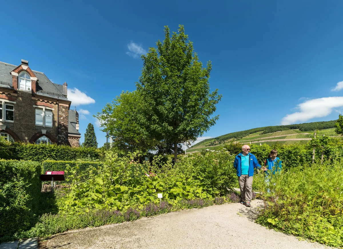 Zwei Besucher gehen &uuml;ber einen Kiesweg durch den Hildegarten am Museum am Strom in Bingen, zwischen Hecken und beschilderten Beeten mit Heilpflanzen
